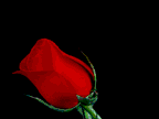 wp053a72a6.gif